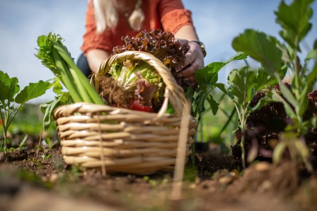 Recoltă de legume proaspete din grădină – țelină, salată