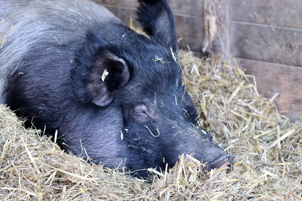 Porc odihnindu-se pe paie — animale de rasă românească