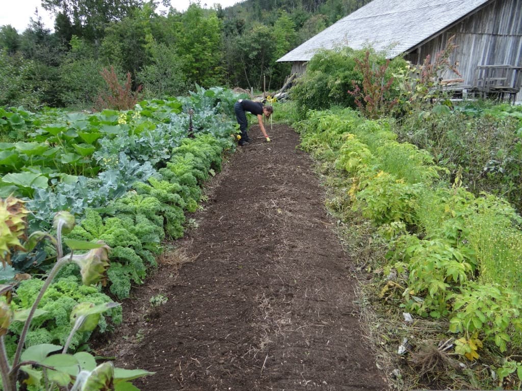 Grădină de legume cu straturi lucrate — Grădina Vie